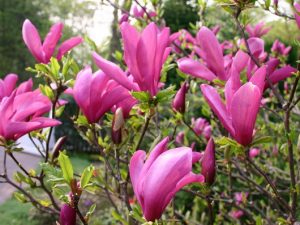 Magnolija SUSAN - lot. Magnolia Susan- žiedai kvepiantys, ryškiai purpuriniai, ilgai žydintys, labai blizgiai žali. Užauga 2m aukščio ir 2m pločio.