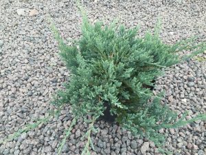 Kadagys padrikasis BLUE CHIP – lot. Juniperus horizontalis Blue Chip nuo 5€ – visžalis, neaukštas, gulsčios formos, melsvaspalvis, vidutiniškai greitai augantis. Per 10m užauga ~1,5m pločio ir 0,2m aukščio.