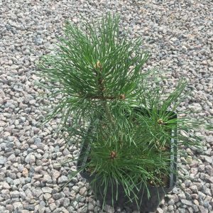 Pušis kalninė Mughus – lot. Pinus mugo Mughus 1,99€ – tamsiai žali spygliai, netaisyklinga rutulio forma, lėtai auganti. Per 30m užauga ~1m aukščio ir ~2m pločio.